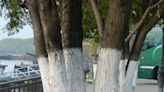 Gardening for You: Whitewash prevents southwest injury to trees