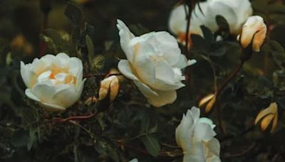 El ritual con rosas blancas con el que puede limpiar la energía de su casa