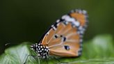 Butterflies flutter in new forest | Northwest Arkansas Democrat-Gazette
