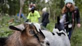 Goats with a big appetite are fighting Wisconsin's invasive plants one bite at a time