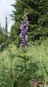 Aconitum napellus