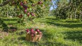 Where to pick your own apples this autumn: Top 10 orchards in the nation