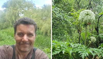 Dangerous giant hogweed plants left untreated for over six weeks