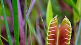 SC recently declared an official state carnivorous plant — yes, you read that right. Here’s why