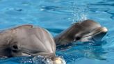 Dolphins off Florida, Georgia have elevated mercury levels