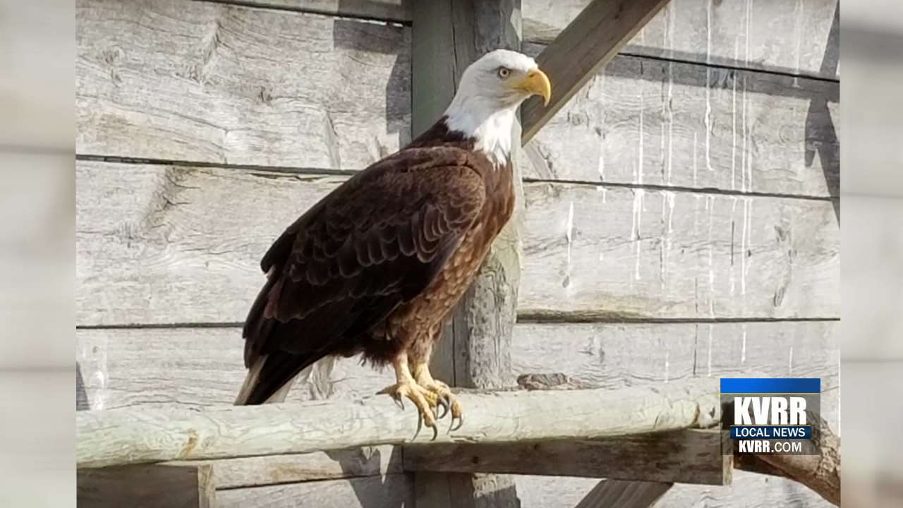 New Legislation Would Make The Bald Eagle The National Bird - KVRR Local News