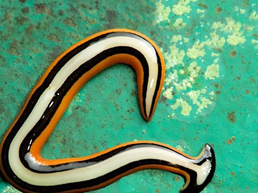 A Foot-Long Worm From Hell Is Invading Texas—and It’s Really Hard to Kill