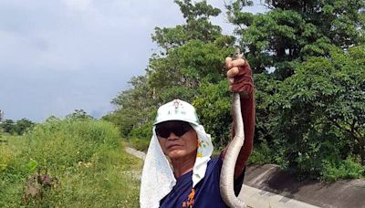 蛇窟名不虛傳！台南這里昨天才抓1隻 今天更大尾的「落網」