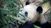 Nos 50 anos de relações diplomáticas, China oferece casal de pandas ao Brasil