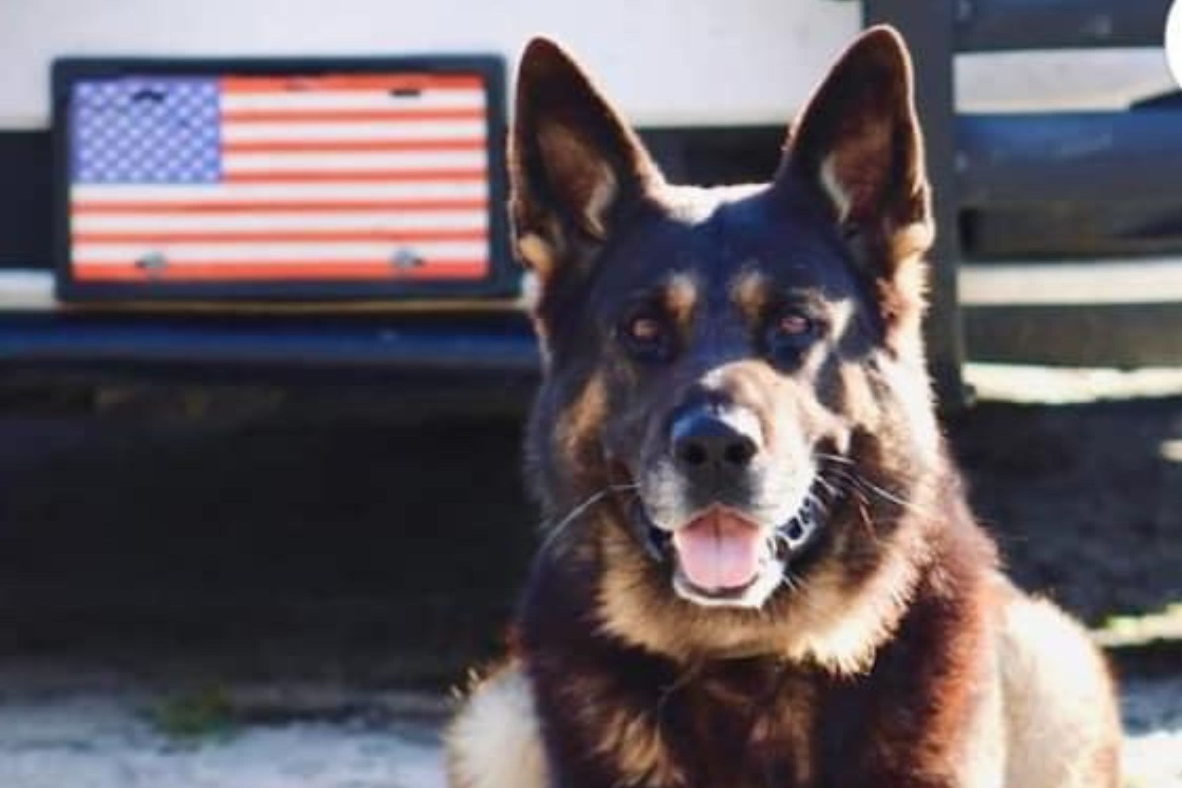 Florida K-9 dies tracking suspect in heat: Archer 'fulfilled his duty'