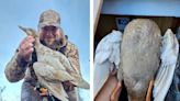 No, It’s Not a Game-Farm Mallard. DNA Test Confirms First-Ever Documented Leucistic Black Duck