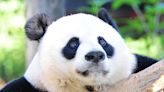 Some of the last giant pandas in the US are leaving next month. But the National Zoo is betting $1.7 million the bears will be back.