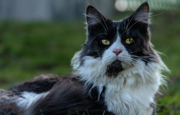 Bird Watching Maine Coon Cat Is Totally Mesmerized After Spotting First Kookaburra