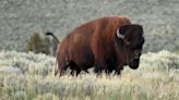 Second visitor in 3 days gored by a bison at Yellowstone