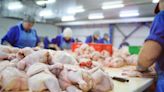 Exportações de carne de frango de todo o Brasil são suspensas para a China e União Europeia | Agro Estadão