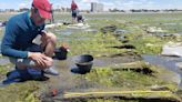 Tree rings helped identify a 160-year old wreck off Argentina as lost Rhode Island whaler