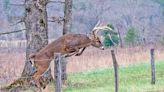 Notes off a soiled cuff: Reimburse Pennsylvania hunters if deer test positive for CWD - Outdoor News