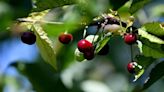 Northwest cherry growers hopeful 2024 harvest will steady ship after several tumultuous years