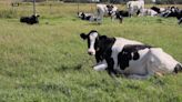 Weather conditions predicted to be great for cattle and calf production this year