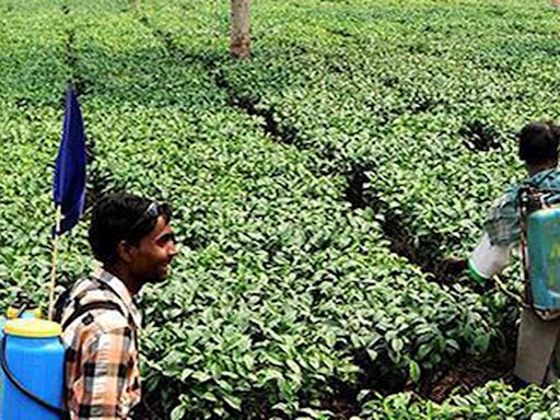 In Assam, banks suffer from ‘militancy hangover’: Farm finance experts