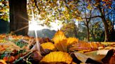 Fall tree care – 5 expert tips for preparing backyard trees for winter