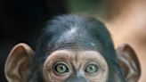 Baby Chimpanzee Plays in a Bouncing Chair Just Like a Human Toddler