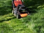 This Is the Appropriate Grass-Cutting Height for Your Lawn, According to Experts