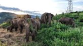Imax, Beach House and China Review Team on ‘The Elephant Odyssey’
