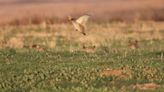 Prairie chicken is dying. Experts say habitat will follow