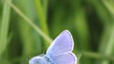 Wisconsin has 150 species of butterflies. Here's how you can see more of them.