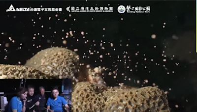 媽祖生直擊珊瑚產卵大爆發 海底美如星空超夢幻