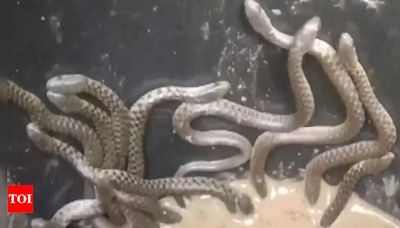 Watch: Over 35 snakes slither out of newly-constructed house in Assam | Guwahati News - Times of India