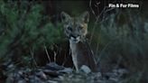 Texas enacts first-ever protections for mountain lions, ends prolonged trapping