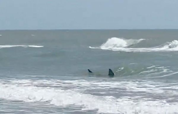 Shark attacks reported at Texas' South Padre Island; 2 people bitten, at least 1 severely