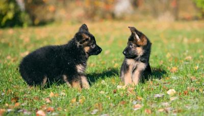 4 German Shepherd Mix Puppies Abandoned at Georgia Church