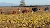 Sus vacas comen miles de kilos de limones que desechan otros productores