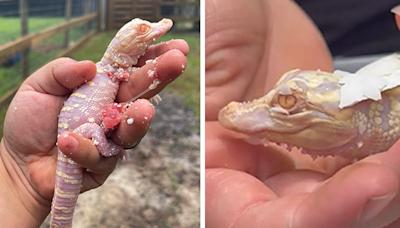 Rare albino alligator hatches in Florida: 'Estimated 100 to 200 in the world'