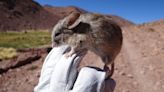 Mysterious mouse mummies found in Mars-like conditions on Andes mountain peaks