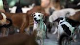 No indiscriminate killing of stray dogs, any action should follow law: SC