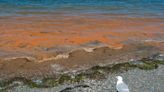 Is Red Tide Harmful to Humans? What to Know About Florida's Recent Algae Bloom