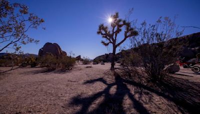 Fire risk closes section of Joshua Tree National Park over July 4 weekend