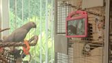 Pet parrots prefer live video-calls over watching pre-recorded videos of other birds