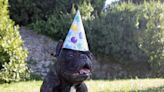 Maine Woman Invites 100 Dogs to Her 100th Birthday