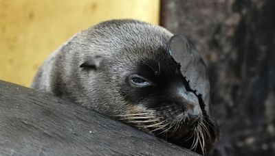Safari park keepers’ joy as third sea lion pup is born within a year