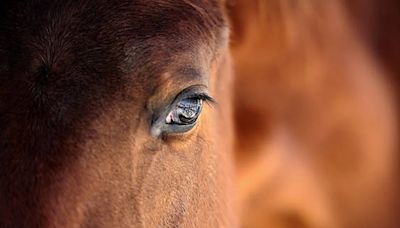 Brote de encefalomielitis equina: cómo se transmite la enfermedad que afecta a los caballos y por qué volvió a emerger en Argentina