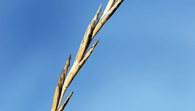Perennial wheatgrass shows promise despite low yields - Farmers Weekly