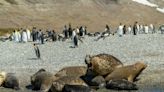 Hundreds of elephant seals dead as bird flu hits Antarctic, raising fears penguins could be next