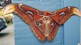 An Atlas Moth, One of the Largest Moths in the World, Spotted in U.S. for the First Time, Officials Say