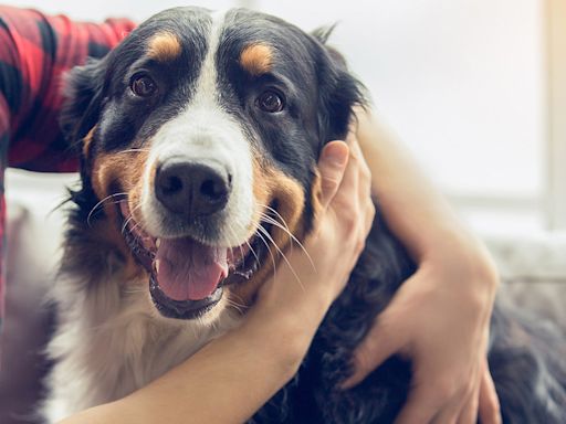 Is your pet scared of fireworks? How to keep dogs and cats safe and calm this Canada Day