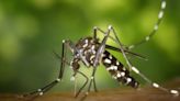 Avanço da dengue: Nova Friburgo já contabiliza 2.024 casos positivos